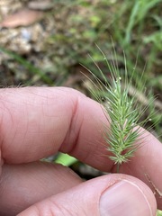 Echinopogon nutans