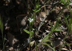 Githopsis diffusa candida