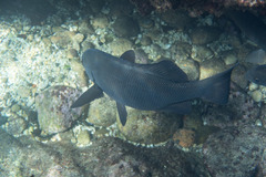 Girella elevata