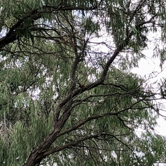 Pachycephala rufiventris