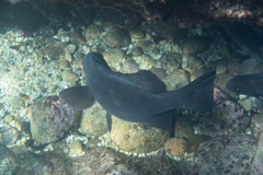 Girella elevata