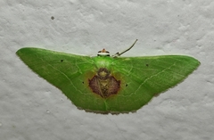 Nemoria astraea