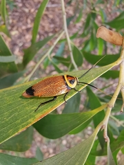 Ellipsidion reticulatum