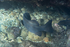 Girella elevata