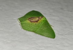Nemoria astraea