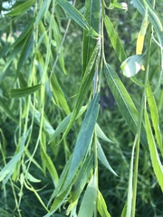 Salix babylonica