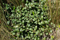 Gentianella saxosa