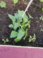 Vigna unguiculata sesquipedalis