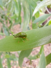 Calomela pallida