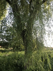 Salix babylonica