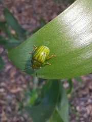 Calomela pallida