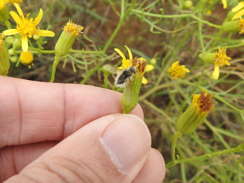 Image of Riddell's Ragwort (Senecio riddellii) by (c) Sam Kieschnick, some rights reserved (CC BY)