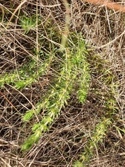 Pollichia campestris