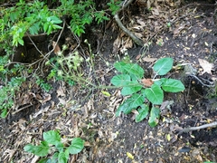 Adenocaulon chilense