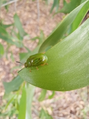 Calomela pallida