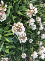 Trifolium repens