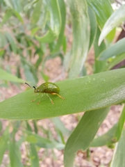 Calomela pallida