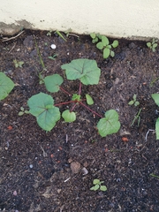 Abelmoschus esculentus