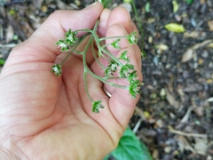 Adenocaulon chilense