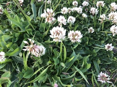 Trifolium repens
