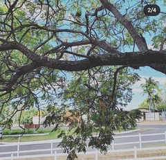 Calyptorhynchus banksii