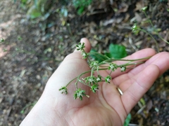 Adenocaulon chilense