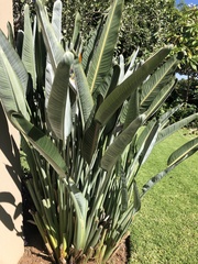 Strelitzia reginae reginae