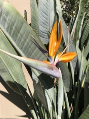 Strelitzia reginae reginae