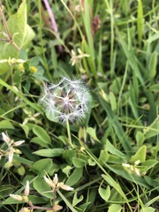 Taraxacum