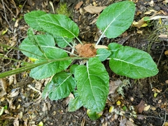 Adenocaulon chilense