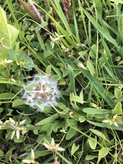 Taraxacum