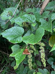 Vitis kelungensis
