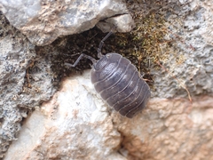 Porcellio obsoletus