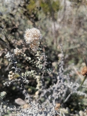 Plecostachys serpyllifolia