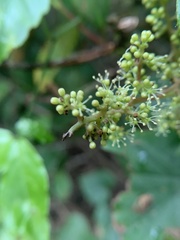 Vitis kelungensis