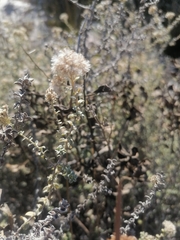 Plecostachys serpyllifolia