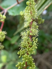 Vitis kelungensis