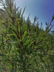 Gramineae