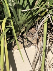 Trachylepis punctatissima