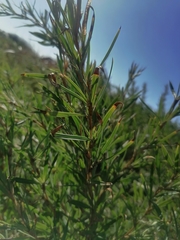 Gramineae