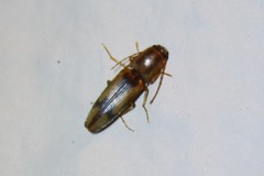 Conoderus vespertinus