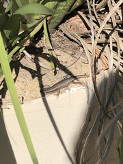 Trachylepis punctatissima