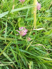Trifolium pratense