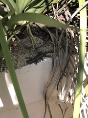 Trachylepis punctatissima