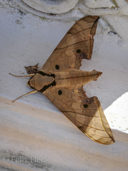 Ambulyx substrigilis