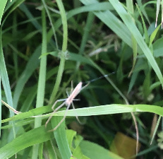 Araneae
