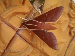 Theretra pallicosta