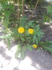 Taraxacum officinale