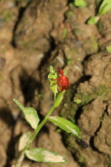 Paratrachelophorus