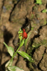 Paratrachelophorus
